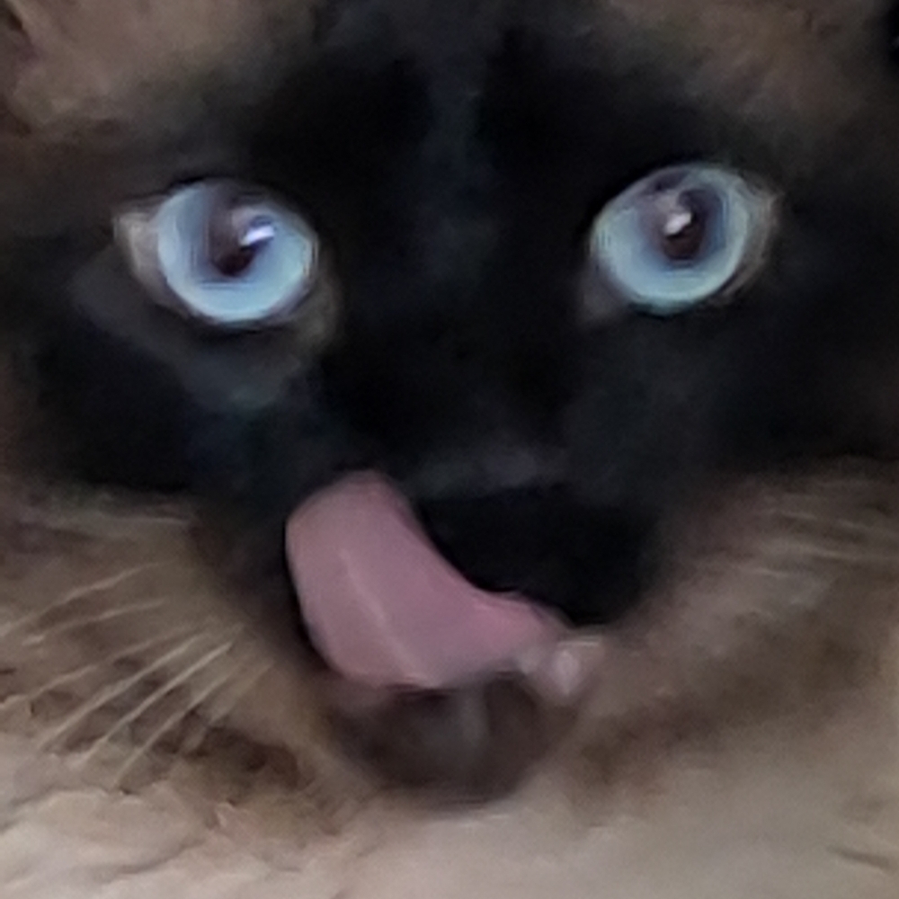 Meet your Posher, Lilmissperfct